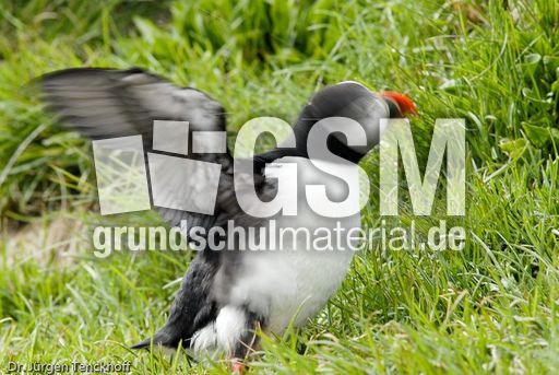 Papageitaucher (12 von 20).jpg